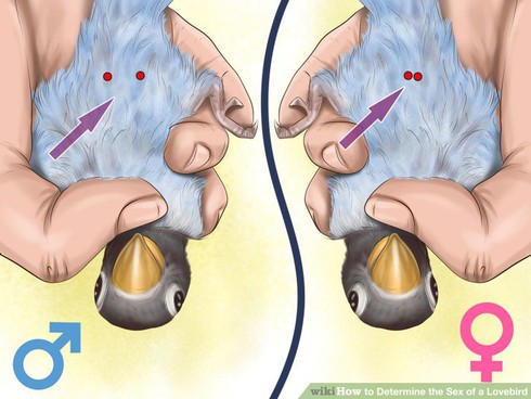 Cách xác định chim trống mái - ảnh 1