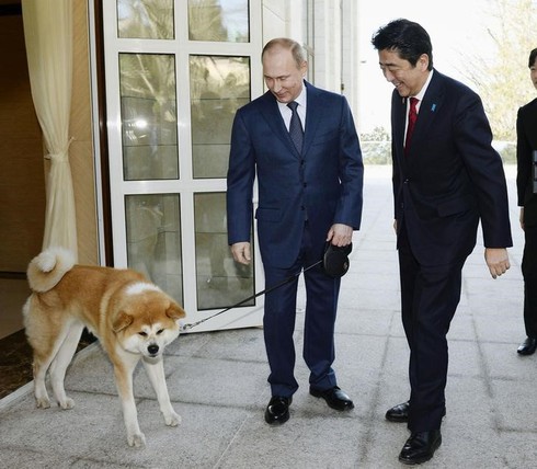 Tổng thống Nga Putin từ chối nhận chó Nhật Bản tặng - ảnh 1