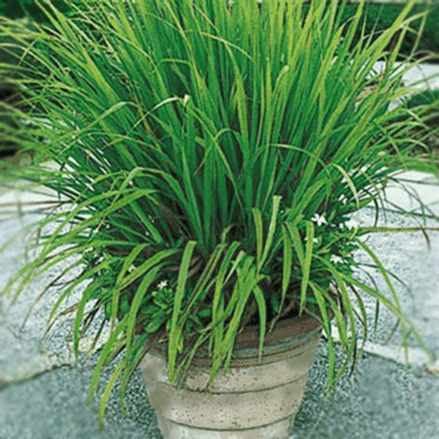 Những loại cây đuổi muỗi trong nhà hiệu quả nhất - ảnh 1