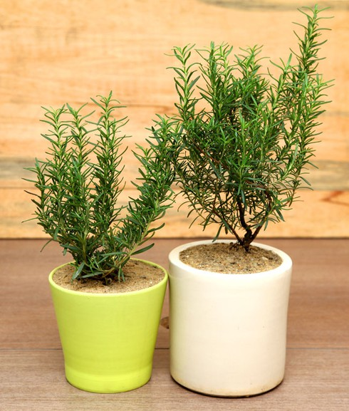 Những loại cây đuổi muỗi trong nhà hiệu quả nhất - ảnh 3