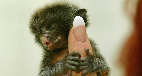 Rộ mốt chơi khỉ