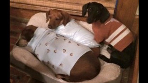 Chú chó béo ị thành