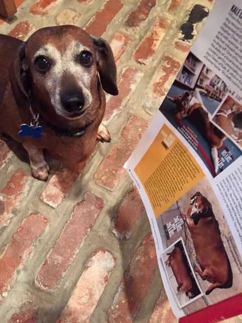 Chú chó béo ị thành