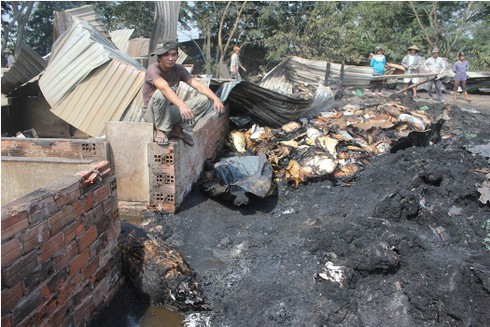 Hỏa hoạn lớn thiêu cháy hàng chục con heo - ảnh 2