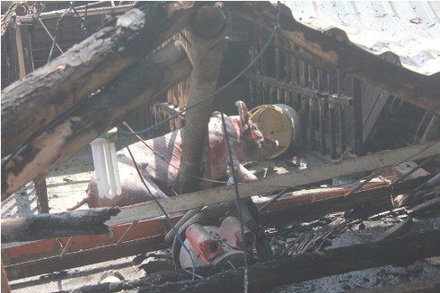 Hỏa hoạn lớn thiêu cháy hàng chục con heo - ảnh 7