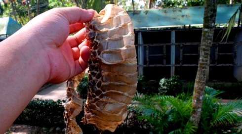 Thăm “Vương quốc” rắn độc tại Miền Tây - ảnh 4