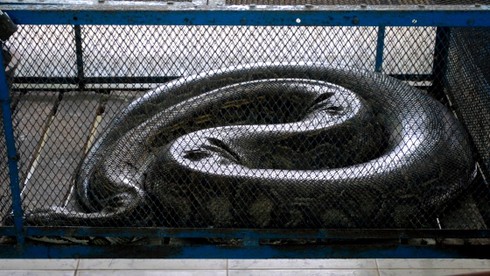 Thăm “Vương quốc” rắn độc tại Miền Tây - ảnh 13