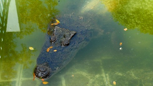 Thăm “Vương quốc” rắn độc tại Miền Tây - ảnh 14