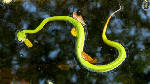 Thăm “Vương quốc” rắn độc tại Miền Tây - ảnh 6