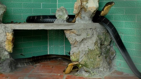 Thăm “Vương quốc” rắn độc tại Miền Tây - ảnh 3