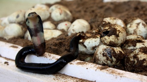 Thăm “Vương quốc” rắn độc tại Miền Tây - ảnh 10