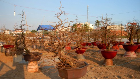 Không khí Tết đã tràn ngập Sài Gòn - ảnh 14