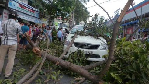 TP.HCM: Hút chết vì cành cây cổ thụ bất ngờ rơi - ảnh 1