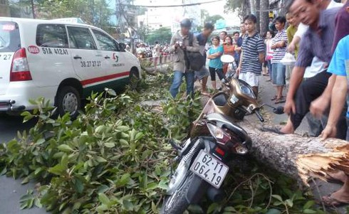 TP.HCM: Hút chết vì cành cây cổ thụ bất ngờ rơi - ảnh 2