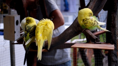 Mở cửa hội hoa xuân lớn nhất TP.HCM - ảnh 22