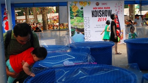 Ngắm cá Koi giá