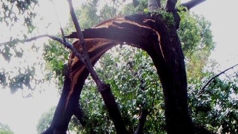 TP.HCM: Mưa lớn, một phụ nữ bị cây lớn đổ trúng người - ảnh 6
