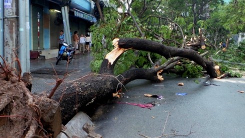 TP.HCM: Mưa lớn, một phụ nữ bị cây lớn đổ trúng người - ảnh 3