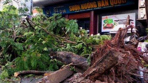 TP.HCM: Mưa lớn, một phụ nữ bị cây lớn đổ trúng người - ảnh 7
