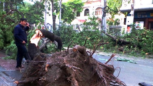 TP.HCM: Mưa lớn, một phụ nữ bị cây lớn đổ trúng người - ảnh 4
