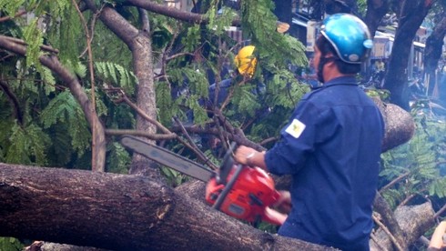 TP.HCM: Mưa lớn, một phụ nữ bị cây lớn đổ trúng người - ảnh 5