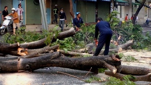 TP.HCM: Gia đình nạn nhân vụ cây đổ được hỗ trợ 400 triệu đồng - ảnh 1