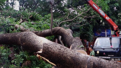 Gió giật mạnh, cây cổ thụ đổ ập vào nhà hàng - ảnh 2