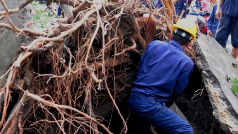 Gió giật mạnh, cây cổ thụ đổ ập vào nhà hàng - ảnh 3