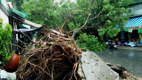 Gió giật mạnh, cây cổ thụ đổ ập vào nhà hàng - ảnh 9