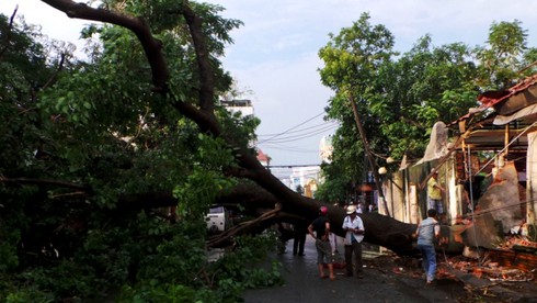 Gió giật mạnh, cây cổ thụ đổ ập vào nhà hàng - ảnh 4