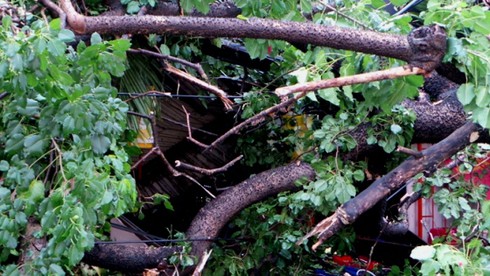 Gió giật mạnh, cây cổ thụ đổ ập vào nhà hàng - ảnh 5