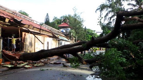 Gió giật mạnh, cây cổ thụ đổ ập vào nhà hàng - ảnh 6