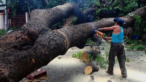 Gió giật mạnh, cây cổ thụ đổ ập vào nhà hàng - ảnh 1