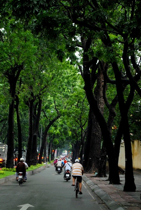 Ngắm hàng cây sẽ phải