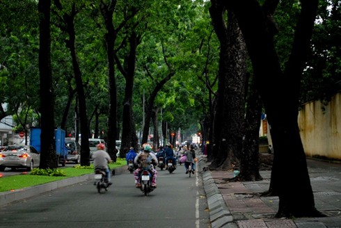 Ngắm hàng cây sẽ phải