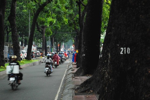 Ngắm hàng cây sẽ phải