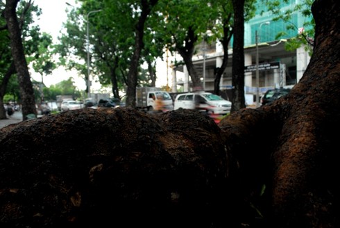 Ngắm hàng cây sẽ phải