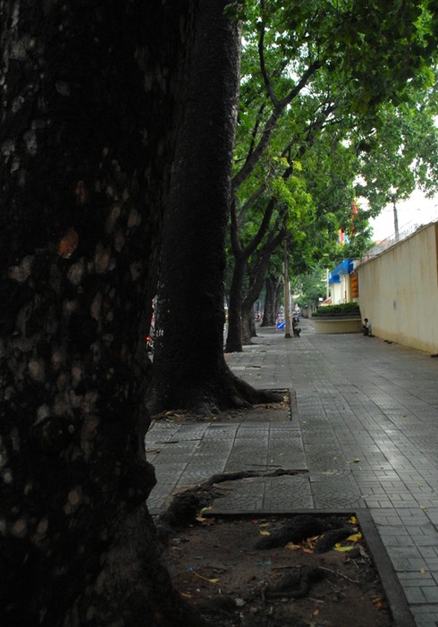 Ngắm hàng cây sẽ phải