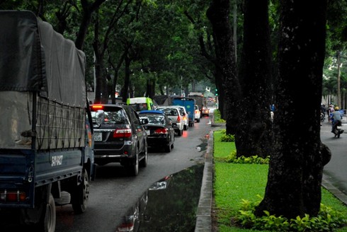 Ngắm hàng cây sẽ phải