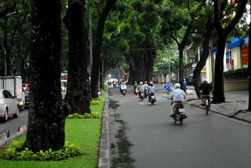 Ngắm hàng cây sẽ phải