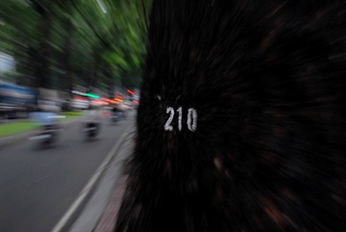 Ngắm hàng cây sẽ phải