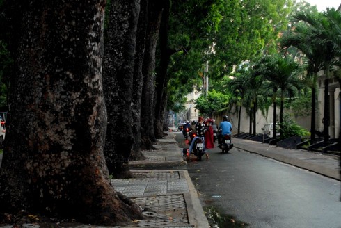 Ngắm hàng cây sẽ phải