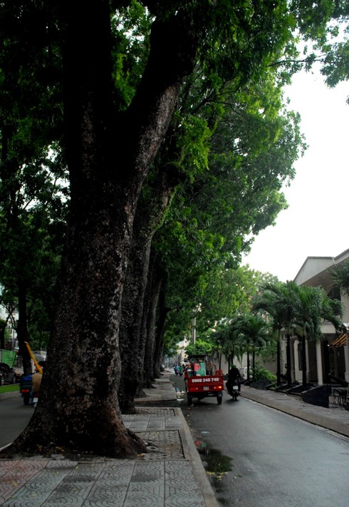 Ngắm hàng cây sẽ phải