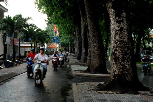 Ngắm hàng cây sẽ phải