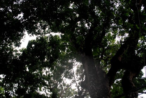 Ngắm hàng cây sẽ phải