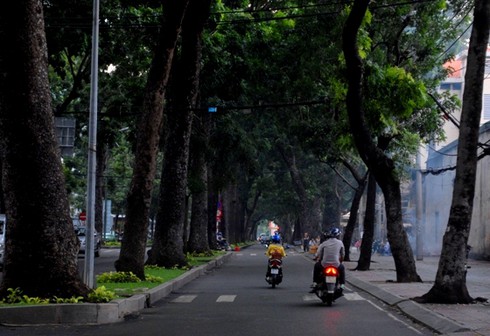 Ngắm hàng cây sẽ phải