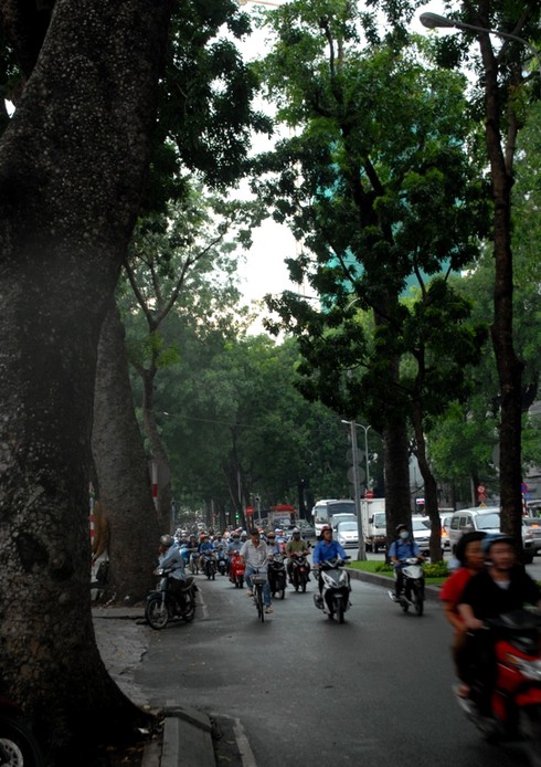 Ngắm hàng cây sẽ phải