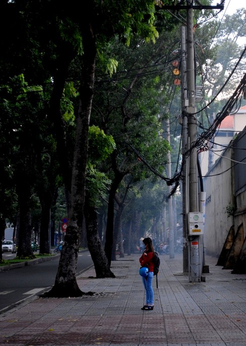 Ngắm hàng cây sẽ phải