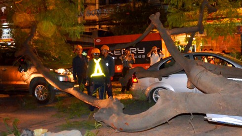 TP.HCM: Tài xế bất lực nhìn cây đè bẹp ô tô mình đang ngồi - ảnh 4