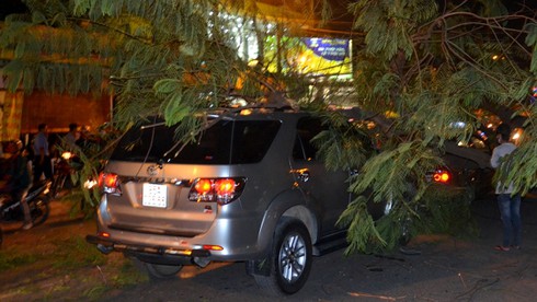 TP.HCM: Tài xế bất lực nhìn cây đè bẹp ô tô mình đang ngồi - ảnh 2